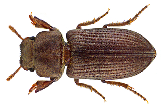 <span class="mw-page-title-main">Cnemeplatiini</span> Tribe of darkling beetles