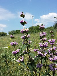 Phlomis tuberosa Phlomis tuberosa sl22.jpg