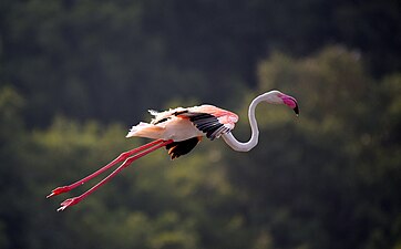 Phoenicopterus roseus at Ras Al Khor Wildlife Sanctuary Photograph: Srivath