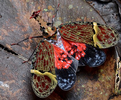 Hopper (Phrictus quinqueparitus), Costa Rica