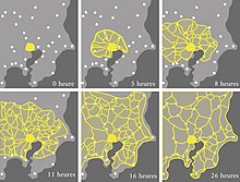 Physarum polycephalum network grown in a period of 26 hours (6 stages shown) to simulate greater Tokyo's rail network Physarum polycephalum network.jpg