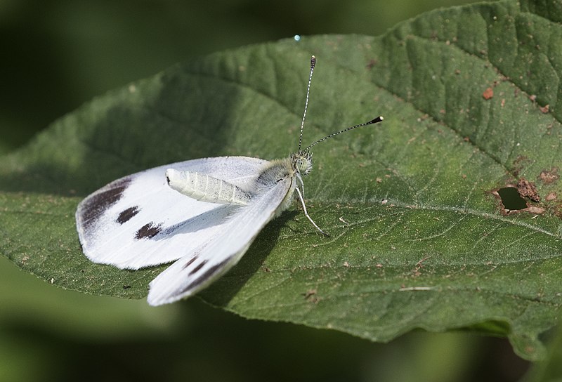 File:Pieris mannii - Southern Small White, Giresun 2018-08-18 4.jpg