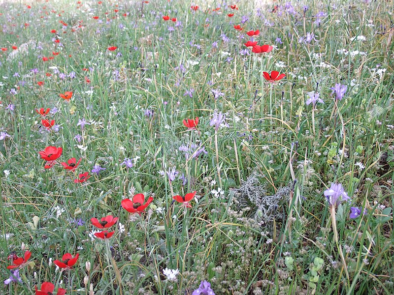 File:PikiWiki Israel 19243 Iris and Buttercups.JPG