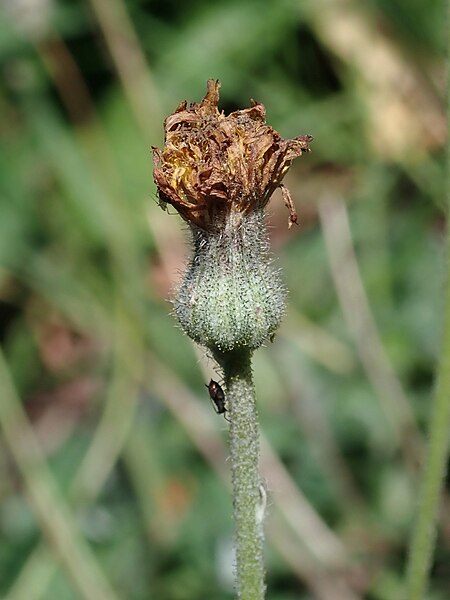 File:Pilosella officinarum 2021-09-01 0131.jpg