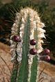 Pilosocereus albisummus P.J.Braun & Esteves.jpg