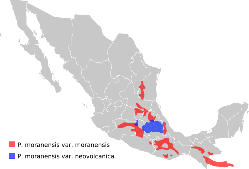 File:Pinguicula moranensis distribution.svg