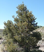 Pinus monophylla