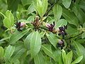 Vignette pour Pittosporum tenuifolium