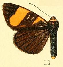 Pl.54-11-Oftalmis darna Druce, 1894.JPG