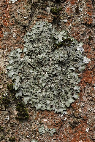 <i>Pleurosticta acetabulum</i> Species of lichen