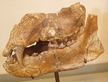 Plithocyon armagnacensis skull, a member of the extinct subfamily Hemicyoninae from the Miocene Plithocyon armagnacensis.JPG