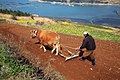 2017年10月7日 (土) 18:48時点における版のサムネイル