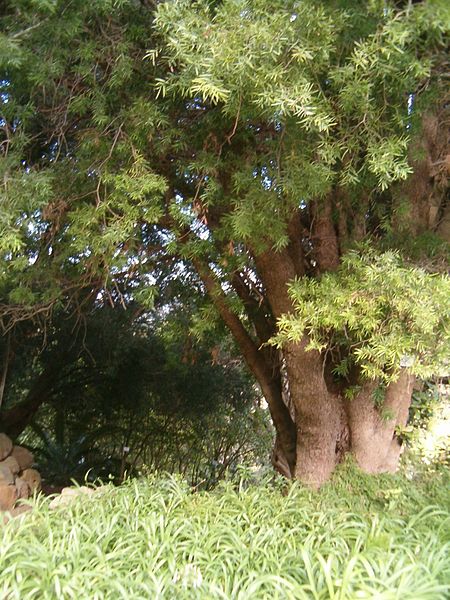 File:Podocarpus falcatus KirstenboshBotGard09292010F.JPG