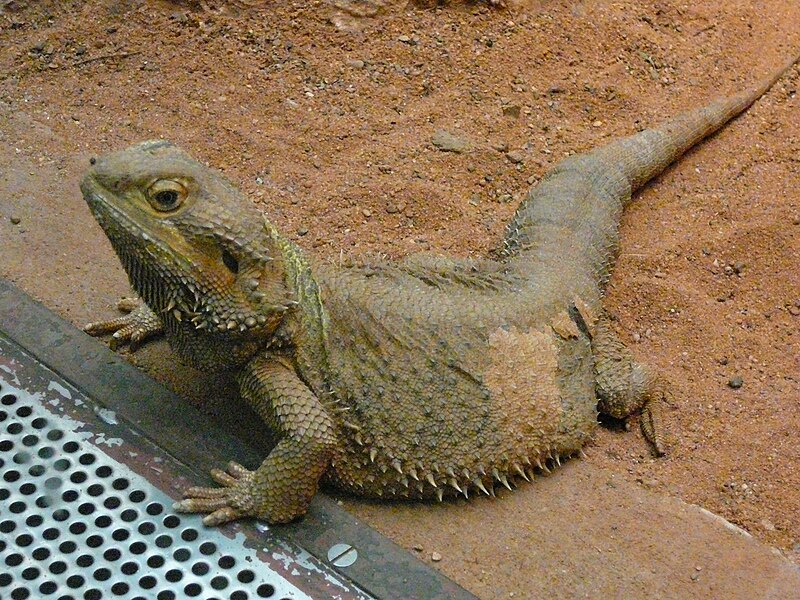 File:Pogona vitticeps 0003.jpg