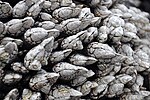 Thumbnail for File:Pollicipes polymerus (gooseneck barnacles) (Yaquina Head, Oregon, USA) 6.jpg