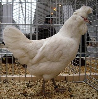 <span class="mw-page-title-main">Polverara chicken</span> Breed of chicken