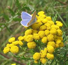 Polyommatus icarus Planetal.JPG