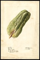 Image of chayote (scientific name: Sechium edule), with this specimen originating in Panama (1910)