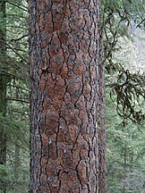 Bark, Idaho