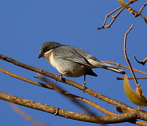 Poospiza cinerea - Cinereous warbling-finch.JPG