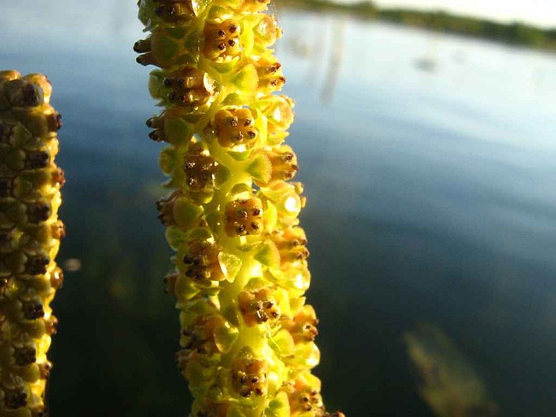 File:Potamogeton-lucens-05-08-2009-058.jpg