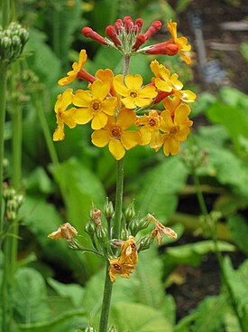 Соцветия Первоцвет Буллея (Primula bulleyana)