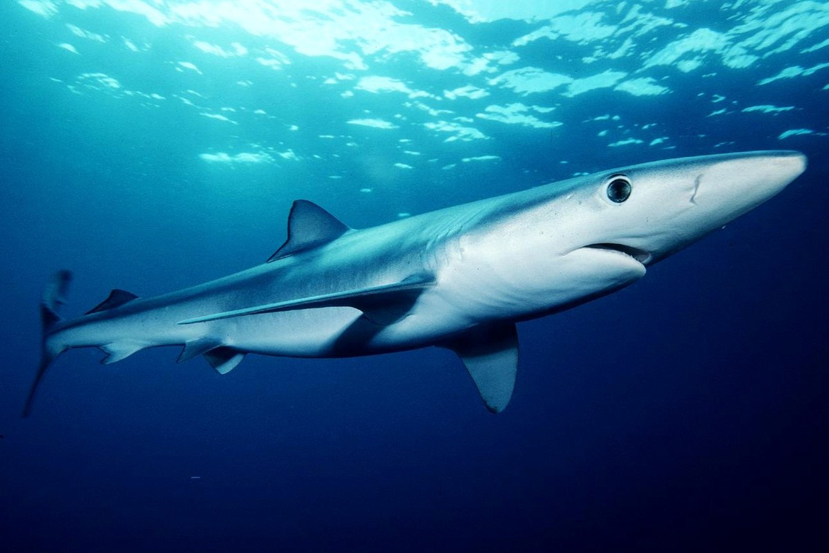 Grote blauwe haai Wikipedia