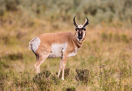 Pronghorn in Yellowstone National Park, Wyoming, USA