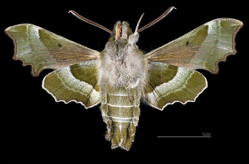 File:Proserpinus proserpina MHNT CUT 2010 0 495 L'Argentière-la-Bessée Hautes-Alpes, France - male ventral.jpg