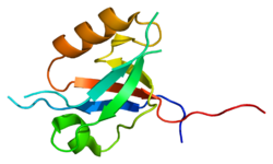 חלבון MPDZ PDB 2fcf.png