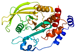 PTPN2 protein-coding gene in the species Homo sapiens