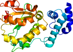 Протеин RLBP1 PDB 1XGG.png