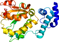 Ақуыз RLBP1 PDB 1XGG.png