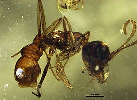 Protoceratomyrmex revelatus в янтаре