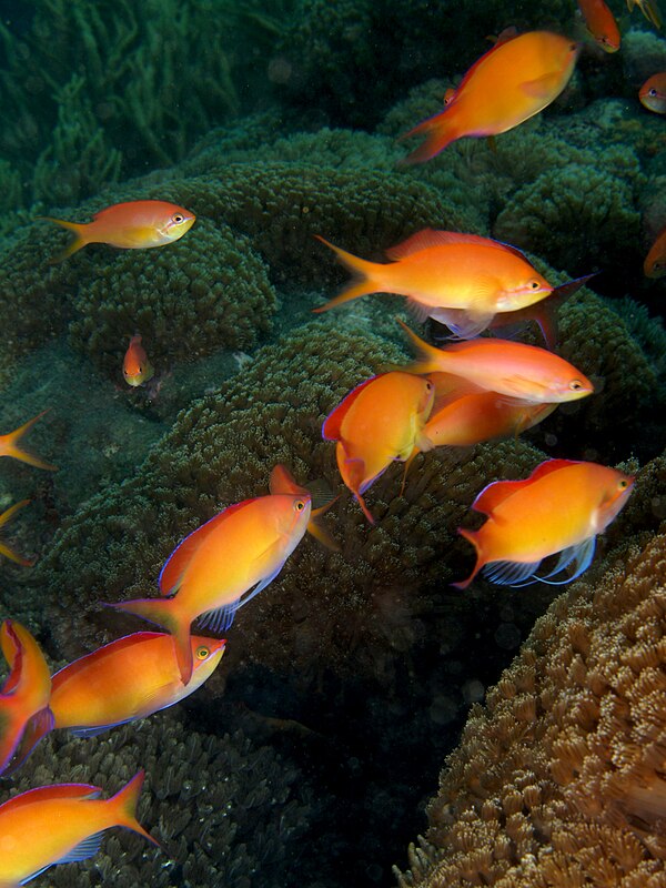 File:Pseudanthias dispar (Redfin anthias).jpg