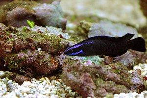 Springer's miniature bass in the aquarium