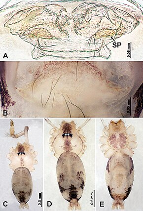 Описание изображения Psilodercidae (10.3897-zookeys.862.33078) Рисунок 4.jpg.