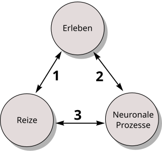 Die Psychophysik stellt eines 