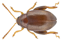 Psylliodes picina