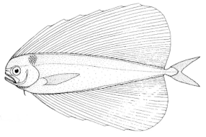 Beskrivelse av Pteraclis velifera (Spotted fanfish) .gif-bilde.