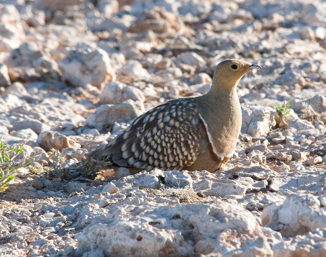 File:Pterocles namaqua -Kalahari-8-4c.jpg