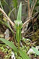 Pterostylis australis New Zealand - Westland Franz Josef Glacier