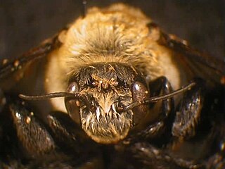 <i>Ptilothrix bombiformis</i> Species of bee