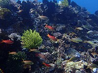 Puerto Galera underwater (5).jpg