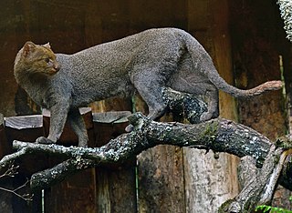 <span class="mw-page-title-main">Jaguarundi</span> Small wild cat native to the Americas