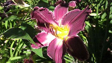 Hemerocallis (Daylily)