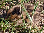 Californian Quail (Callipepla californica)