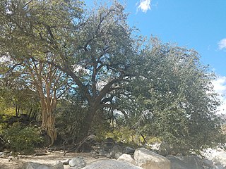 <i>Quercus brandegeei</i> Species of oak tree