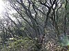 Quercus phillyraeoides-Mt.Saikoji 西光寺山 ウバメガシ PC051231.JPG