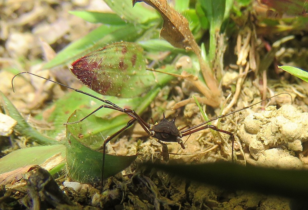 Opiliones - Wikipedia